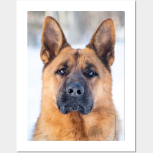 Parcour!  German Shepherd Dog Posters and Art